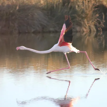 Appartement L'imperial Le Grau-du-Roi