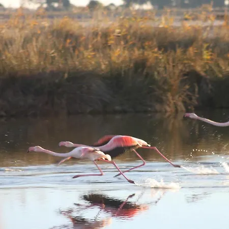 L'imperial * Le Grau-du-Roi